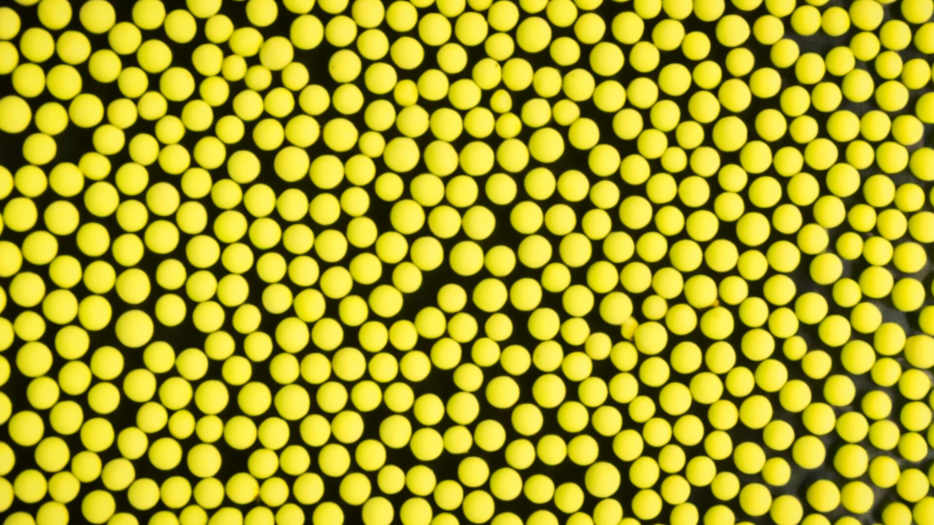 Lemon Molecular Caviar